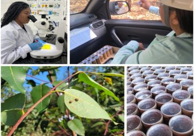 De joaninhas a microvespas, mais de 153,8 milhões de insetos auxiliam na proteção natural de florestas da Suzano em MS
