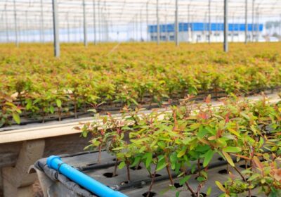 Mutirão da Suzano oferece 15 vagas para ajudante de viveiro em Ribas do Rio Pardo