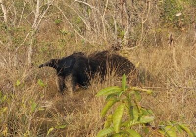 Área da Suzano em Ribas do Rio Pardo ganha nova reserva de proteção permanente ao Cerrado