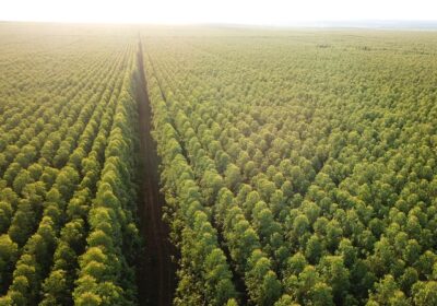 Ribas do Rio Pardo lidera área de florestas plantadas no Brasil e coloca MS no centro da silvicultura