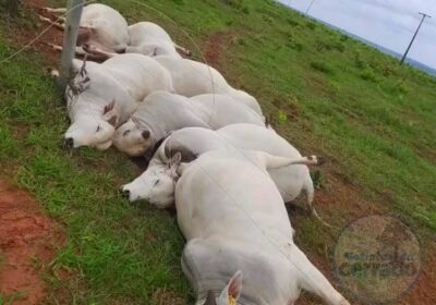Rompimento de fio elétrico mata sete touros e causa prejuízo de R$ 112 mil em MS