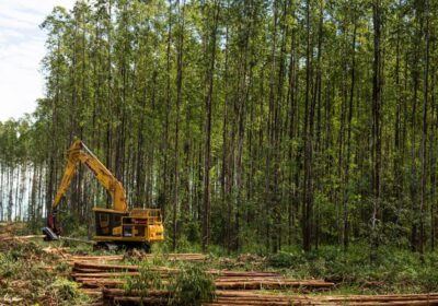 Suzano abre 15 vagas de emprego em Ribas do Rio Pardo e Três Lagoas